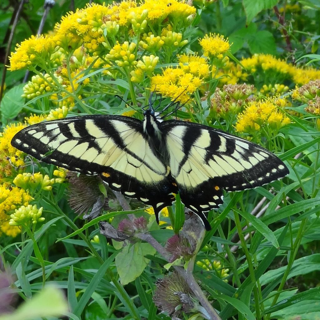 Yellow Butterfly