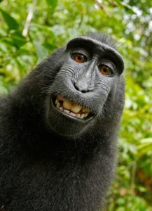 Monkey laugh