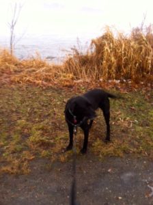 Susan likes to walk with her dog, Bella.