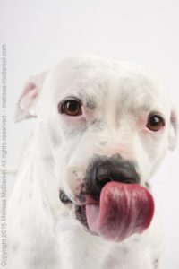 Melissa hopes to change minds about pit bulls and other misunderstood dogs, like Angel, here.
