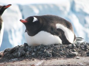 penguin-incubate