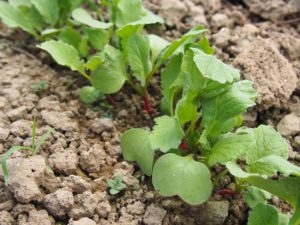 Garden Dirt