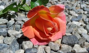 rose-rocks-rejection-2