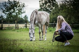 gray horse