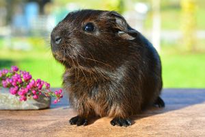 guinea-pig