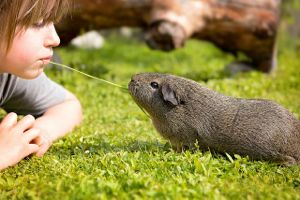 guinea-pig-girl