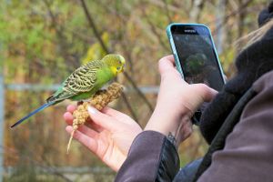 parakeet cell phone