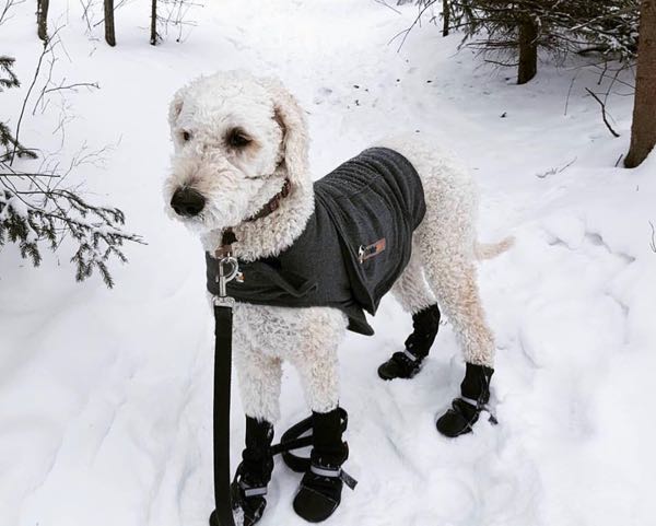 My dog, Lucy, walking with me in the woods.