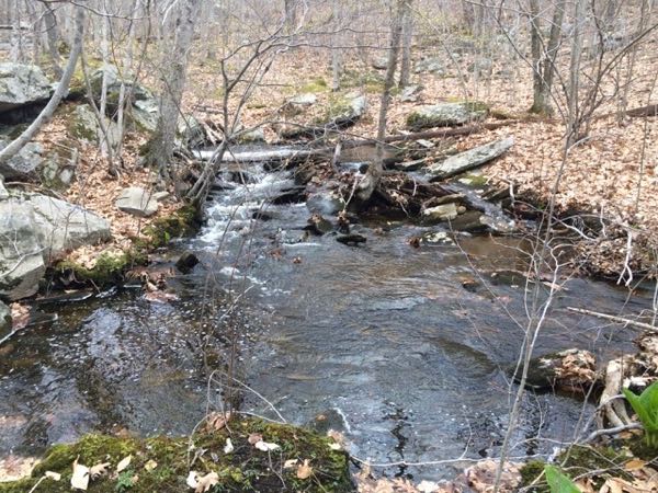 Favorite hiking spot—Francis Carter Nature Preserve.