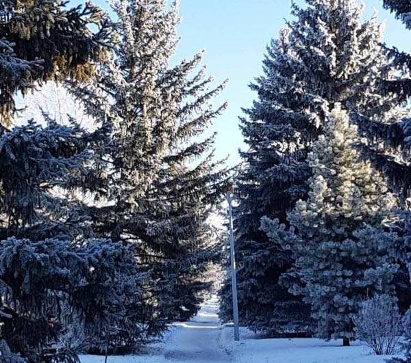 A path I often walk near my home.