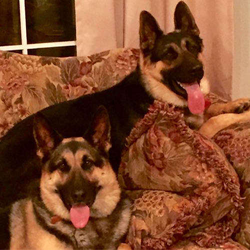 My beloved German Shepherds, Hansel and Gretel.