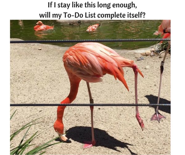 Flamingo